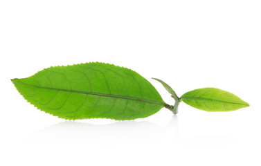 Freshly cut tea leaves on a white background.