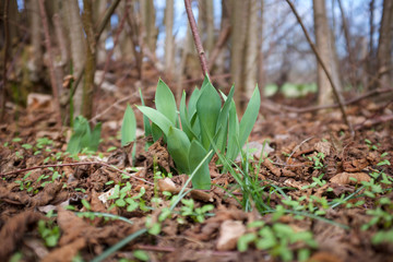 young plant in soil