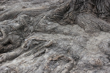 Roots of the old tree.