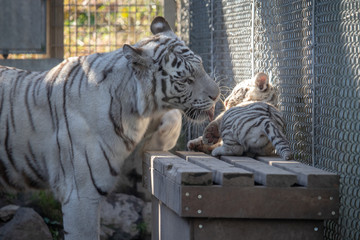 ホワイトタイガー, 親子