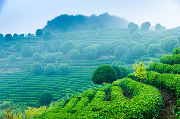 Tea tree plantation in mist