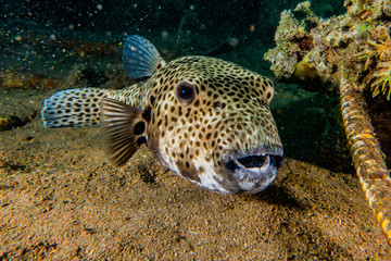 Arothron fish in the Red Sea, Eilat Israel