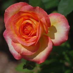 pink rose in garden