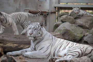 ホワイトタイガー, 親子