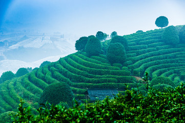 Tea tree plantation in mist