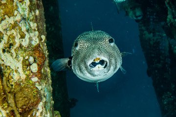 Arothron fish in the Red Sea, Eilat Israel © yeshaya