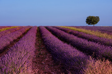 Naklejka na ściany i meble lonely tree at lavender field