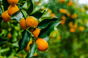 Kumquat fruit on tree 