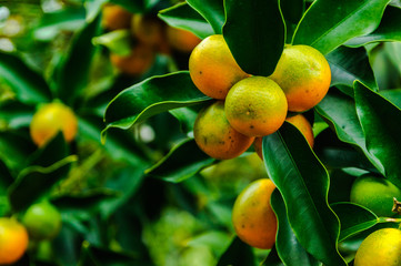 Kumquat fruit on tree 