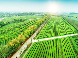 Naklejka premium Tea Garden Overlooking Fenghuanggou Scenic Area in Nanchang County ，Chinese tea garden 