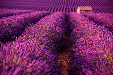 stone house at lavender field