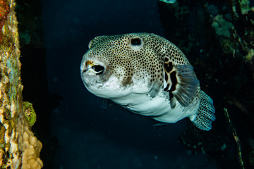 Arothron fish in the Red Sea Colorful and beautiful, Eilat Israel