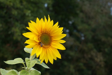 Honey bee collecting pollen from sunflower.