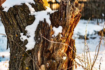 Beautiful rotten old stump in the snow, in winter in frosty but Sunny weather. The bark of a...