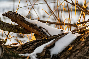Beautiful rotten old stump in the snow, in winter in frosty but Sunny weather. The bark of a...