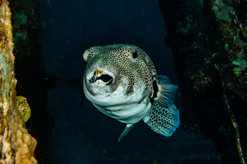 Arothron fish in the Red Sea Colorful and beautiful, Eilat Israel © yeshaya