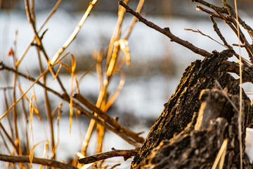 Beautiful rotten old stump in the snow, in winter in frosty but Sunny weather. The bark of a...