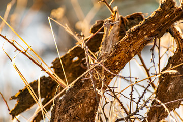 Beautiful rotten old stump in the snow, in winter in frosty but Sunny weather. The bark of a...