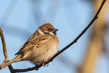 A multi-colored sparrow sits on a thin branch and looks at the photographer. Blue sky. Close-up. Wild nature.