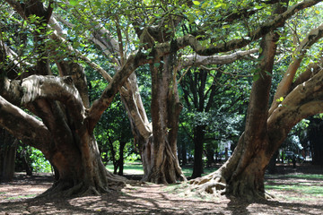 Fototapeta na wymiar Três Árvores no Parque