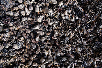 black tea background