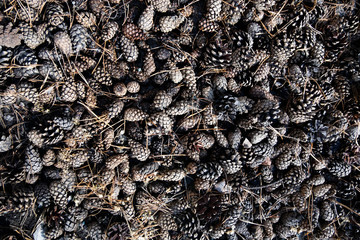 tea leaves on black background