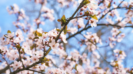Obraz premium Spring tree flowers in blossom, the bloom in warm sun light on blue sky background. Beautiful apple blossoms flower in blooming with branch on blue sky background. Spring floral background.