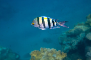 Fototapeta na wymiar Fish Indo-pacific sergeant is under water in Red sea