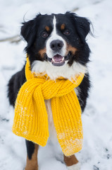 Bernese mountain dog with the snow on his face. Yellow scarf on the neck.  Snowy muzzle. Open...