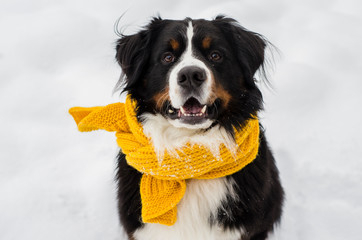 Bernese mountain dog with the snow on his face. Yellow scarf on the neck.  Snowy muzzle. Open...