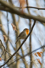 A robin sits on a branch