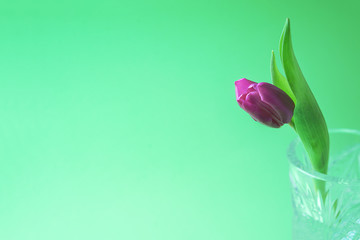 Fototapeta premium Pink or purple tulip flower. Easter or Valentine's day greeting card. Isolated on green background. Copy space.