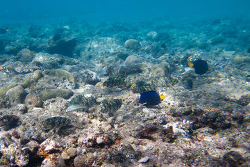 Eight Siganidae and Yellowtail tang are on the seabed