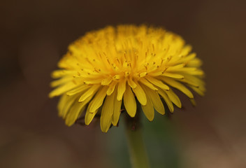 Dandelion flower close up