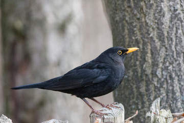 male blackbird on a wooden fence in the forest