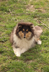 Obraz na płótnie Canvas Collie breed dog