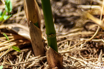 Canne di bambu in primavera