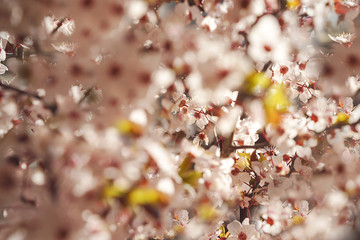 Blooming tree with white, pink flowers in morning sunshine and shadow, blurred sunlight. Soft focus. Spring blossom flower background. Easter sunny day.