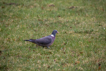Wood pigeon searches for food in the grass