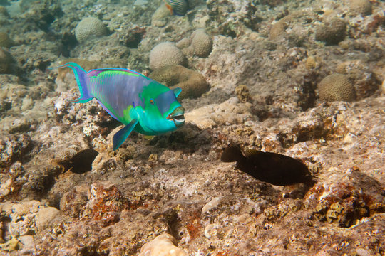 Heavybeak parrotfish is underwater