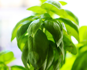Basil at home