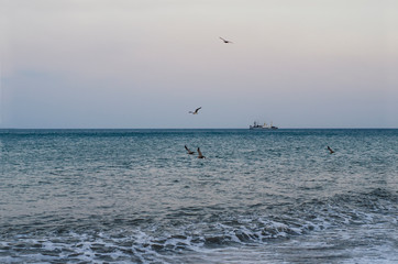Fototapeta na wymiar Landscape of seashore with ship on a horizon and seagulls in a sky