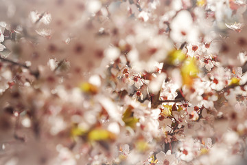Blooming tree with white, pink flowers in morning sunshine and shadow, blurred sunlight. Soft focus. Spring blossom flower background. Easter sunny day.