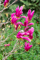  Pink flowers of the spring magnolia 