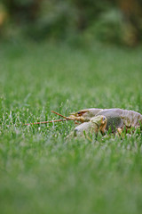 River cancer in grass
