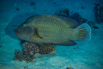 Fish swim in the Red Sea, colorful fish, Eilat Israel