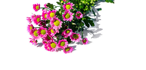 pink chamomile daisy flower Bouquet on white background. Flat lay. Floral background. Pattern of flower buds. space for text