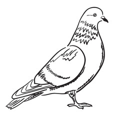 contour of pigeon