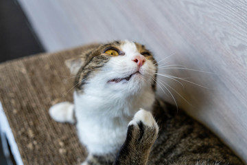 Cute cat cards face
