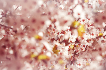 Blooming tree with white, pink flowers in morning sunshine and shadow, blurred sunlight. Soft focus. Spring blossom flower background. Easter sunny day.